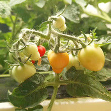 Veggiefloe Organic Hydroponic System for Restaurants & Chefs: Grow Specialty Herbs and Fresh Vegetables All Year Round