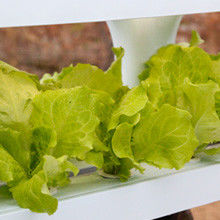 Veggiefloe Organic Hydroponic System for Restaurants & Chefs: Grow Specialty Herbs and Fresh Vegetables All Year Round