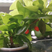 Veggiefloe Hydroponic System for Schools: Hands-On Learning and Healthy Eating for Kids